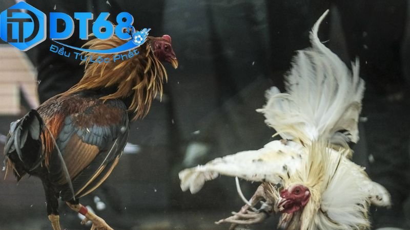 Đá gà cựa sắt DT68 – Cược hấp dẫn, xem siêu nét 2 Lịch sử và phát triển của đá gà cựa sắt