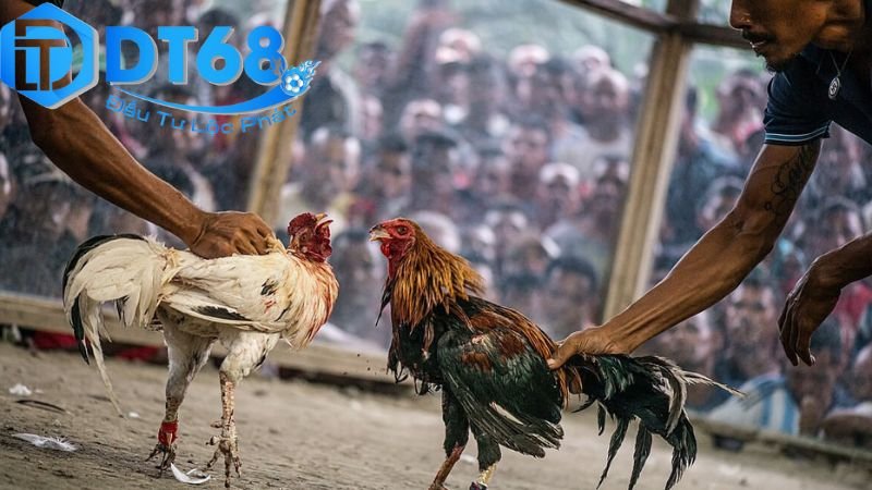 Đá gà cựa sắt DT68 – Cược hấp dẫn, xem siêu nét 4 Kỹ thuật huấn luyện và chiến lược